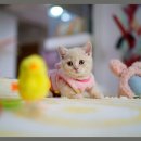 강남 고양이 분양 캣프렌즈 이미지