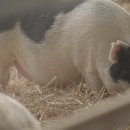 서울동물 이미지