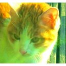 고양이랑놀자 이미지