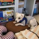 코코비발디 캠핑장 이미지