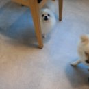 퍼피해븐 이미지