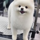 JJ 펫살롱 이미지