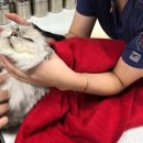 진영동물병원 이미지