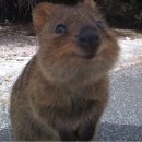 '세상에서 가장 행복한 동물' 쿼카를 아시나요?…호주 관광객 '쿼카' 셀카 전쟁 이미지