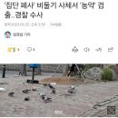 '집단 폐사' 비둘기 사체서 '농약' 검출..경찰 수사 이미지