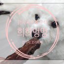 행복하개 희희멍멍 | 강아지수제간식, 영양간식 행복하개 희희멍멍 강아지 오리목뼈 수제간식
