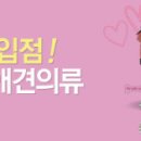 애견 11번가 세계일보