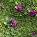 풀랑풀랑 이미지