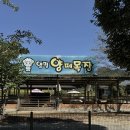 그늘막112 | 서울근교 아이랑 가볼만한 곳 양평 양떼목장 나들이 장소로 추천