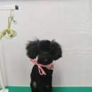 똥강아지 애견 이미지