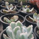 효자농장 이미지