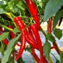 김종찬농장 이미지