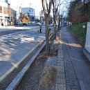 왕버들로 이미지