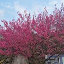 매화마을 우림(아) | 광양 매화축제 개화상황-축제 전 다녀온 매화마을 후기