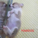 제주 강아지분양 애견샵 요미독 제주점 이미지