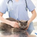 서산동물병원 이미지