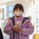 분당고양이분양 고사남 이미지