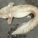 죽변맛집 이미지