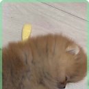 로얄펫 네이버블로그