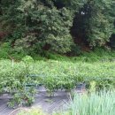 한세농장 이미지