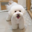 토비애견미용 이미지