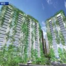 하늘담쟁이 이미지