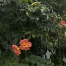 TEAM WILD WOLF | 250703 능소화가 핀 계절에