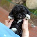 인천 강아지분양 고양이분양 미유펫 이미지