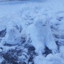 낭만강아지 이미지