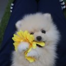 느낌있개 이미지