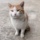 어서오시개