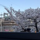 청두곶8길 16-5 | [한성대입구] 램브로 성북점 | 성북천 벚꽃뷰가 예술인 양꼬치 집 내돈내산 후기(feat. 각 식당 웨이팅법)