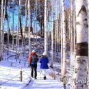 자작나무숲 이미지