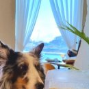 (주)레시펫 이미지