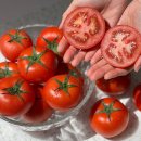 안견로(대로3-2) | 토마토 샌드위치 샐러드 만드는법 신선한 완숙 찰 토마토 뿌린대로 활용하기