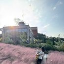 핑크애견 | 용인 자작나무숲 카페 베툴라 방문후기 (핑크뮬리, 애견동반가능)