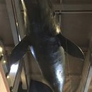 장생포고래박물관 이미지