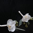 Green Colo 이미지