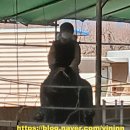 라파승마장