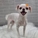 오둥이네 강아지 미용실 이미지