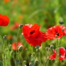 관상과 심상 이미지