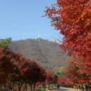 단풍나무 이미지