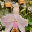 cattleya trianaei 'A,C Burrage '트리아네 'A.C 버라제' 이미지