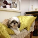 메리랑 메롱이네 이미지