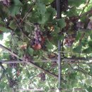 옹진냉면집 이미지