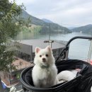 피노(레몬)반려일기9 이미지