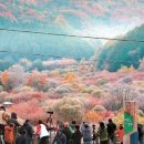 비밀의 정원 이미지