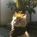 비전상상약국 | 이탈리아 의대 시험 IMAT 준비 4주차: 몸이 세개였으면..