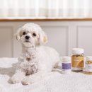 건강한 강아지 이미지