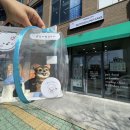 반려동물 케이크만들기 | 양산 애견간식 댕유 반려동물 케이크 주문 제작 후기